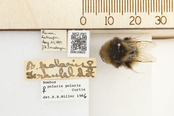 Media type: image;   Entomology 810802 Aspect: labels